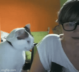 amanda lynn west recommends Cat With Glasses Gif