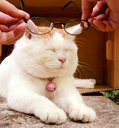 Best of Cat with glasses gif