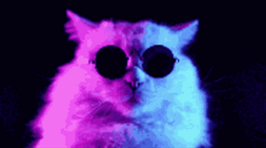 Cat With Glasses Gif jenny blighe
