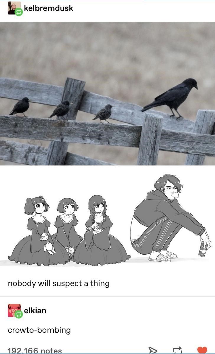 amaury castillo add photo bird and crow meme