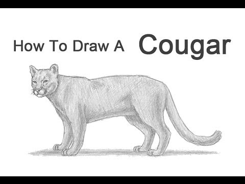 alex morong add how to draw a cougar photo