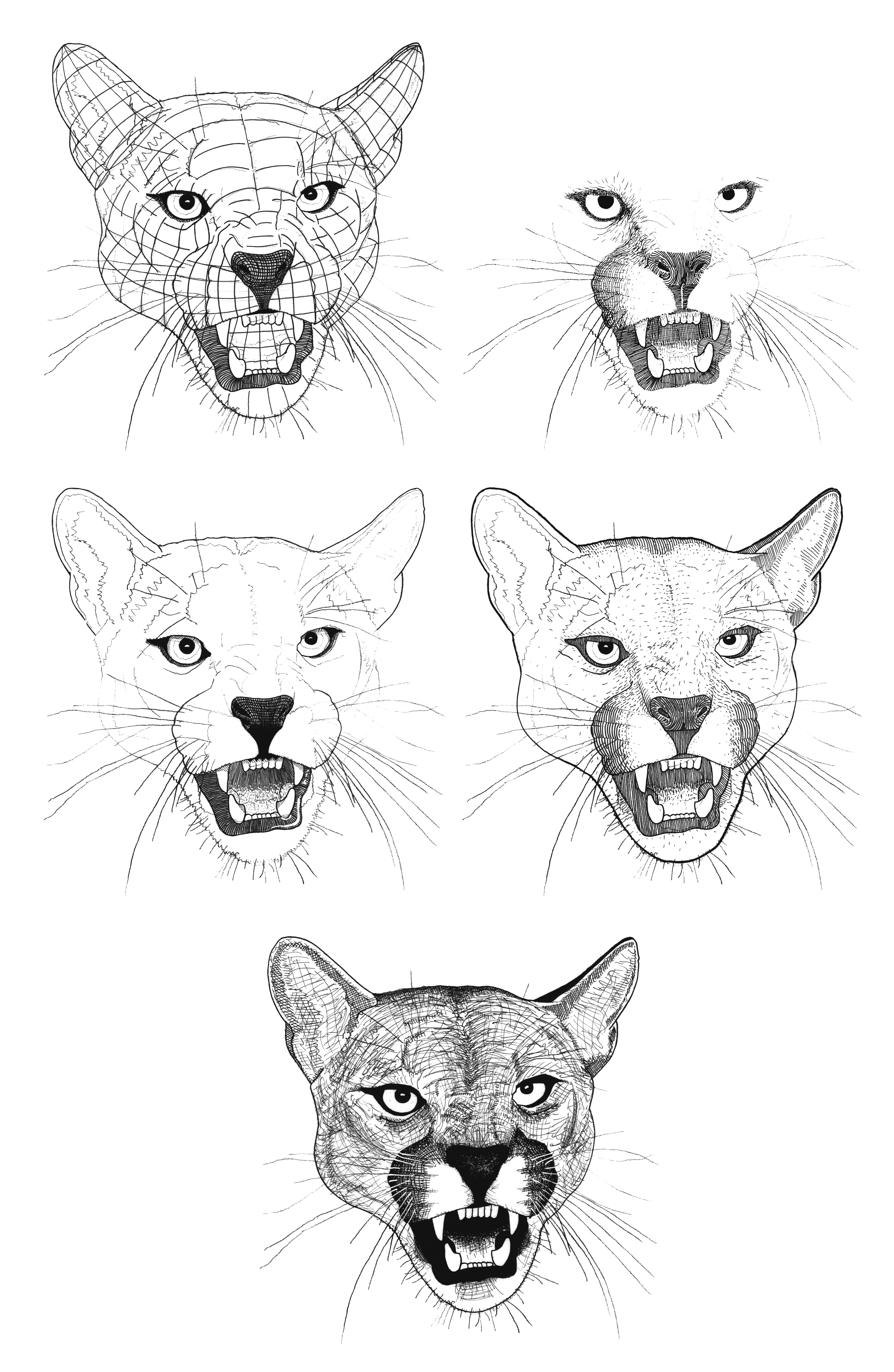 curtis warner recommends How To Draw A Cougar