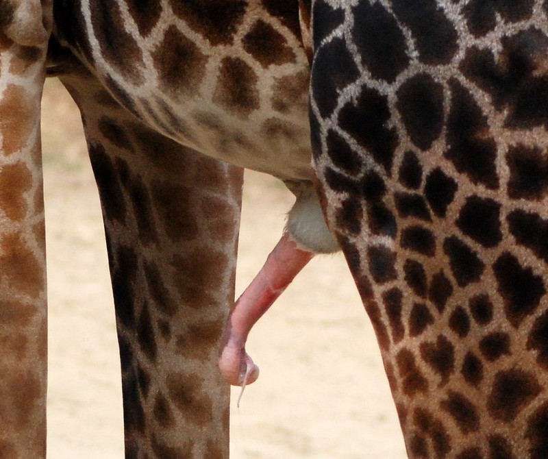 how long is a giraffe penis