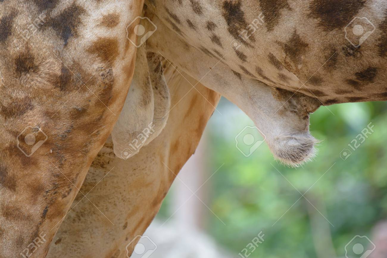dorothy blanks share how long is a giraffe penis photos