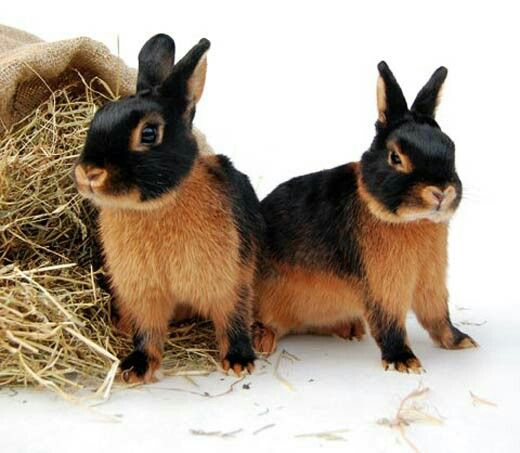 Best of Black and brown bunnies