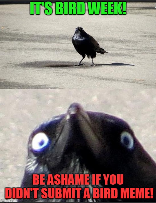 bob ackerly recommends bird and crow meme pic