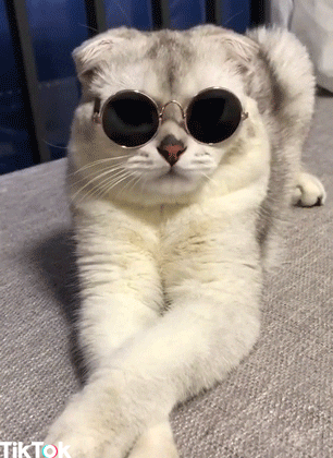 antony walton recommends cat with glasses gif pic
