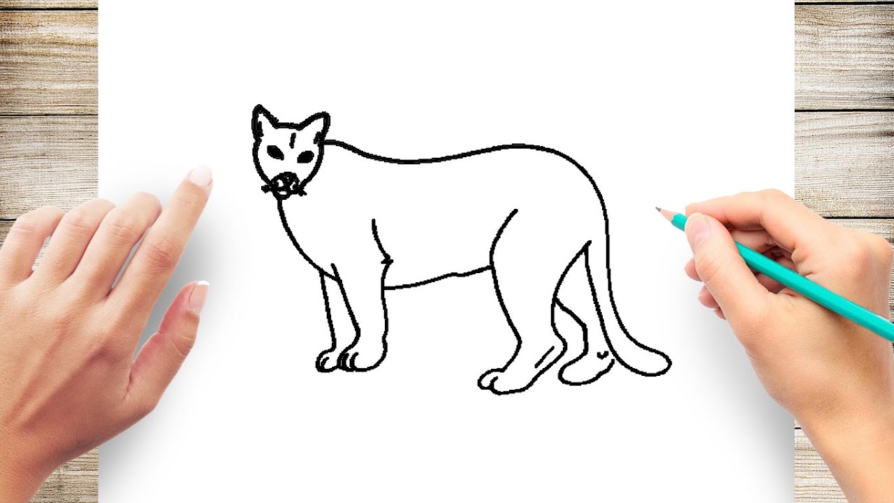 Best of How to draw a cougar
