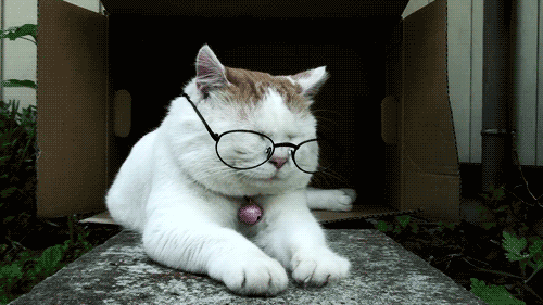 adam klich share cat with glasses gif photos