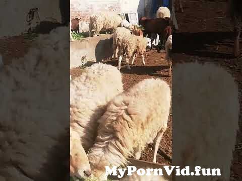 csilla nemeth add photo sex with sheep videos