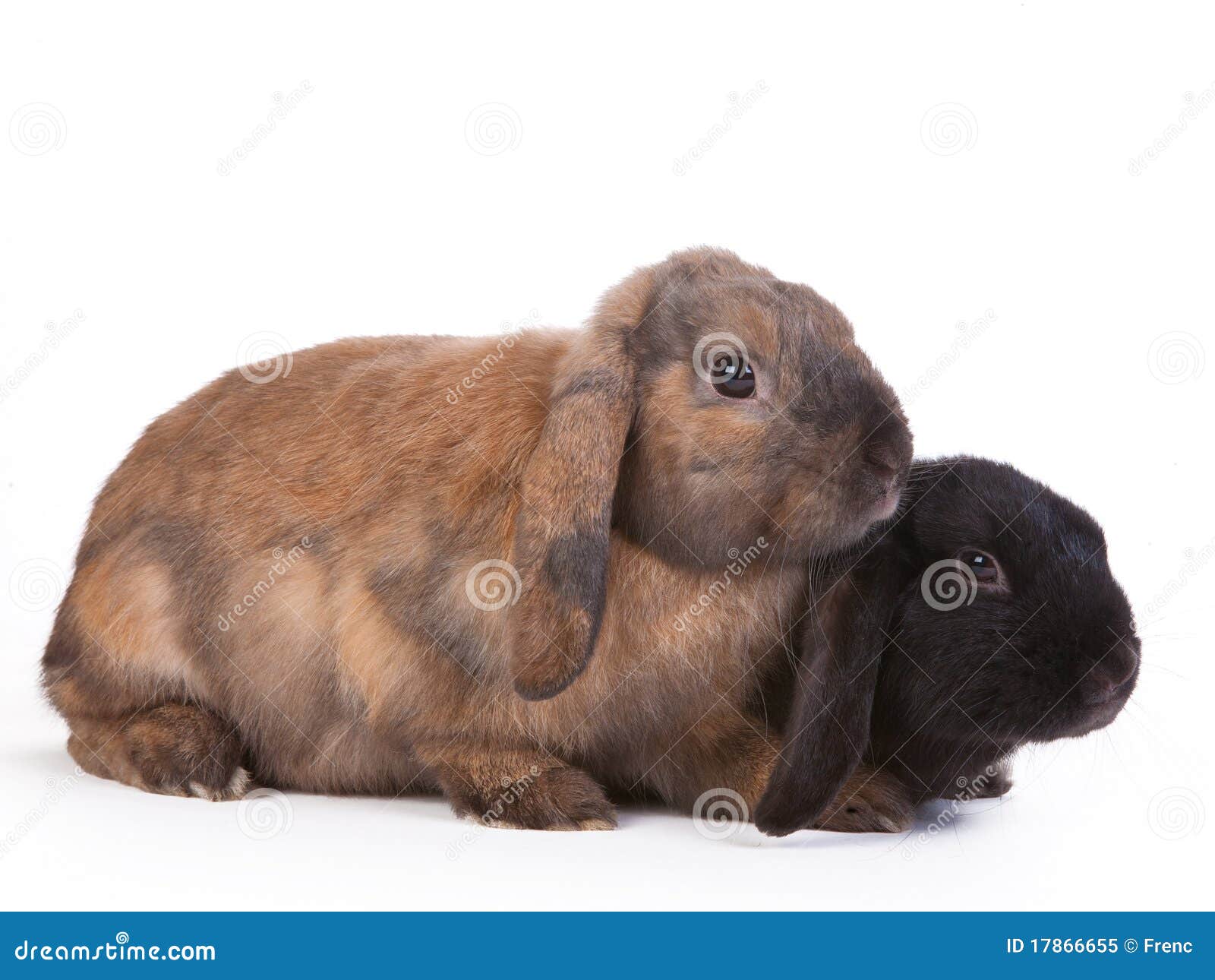 aphilile mkosana recommends black and brown bunnies pic