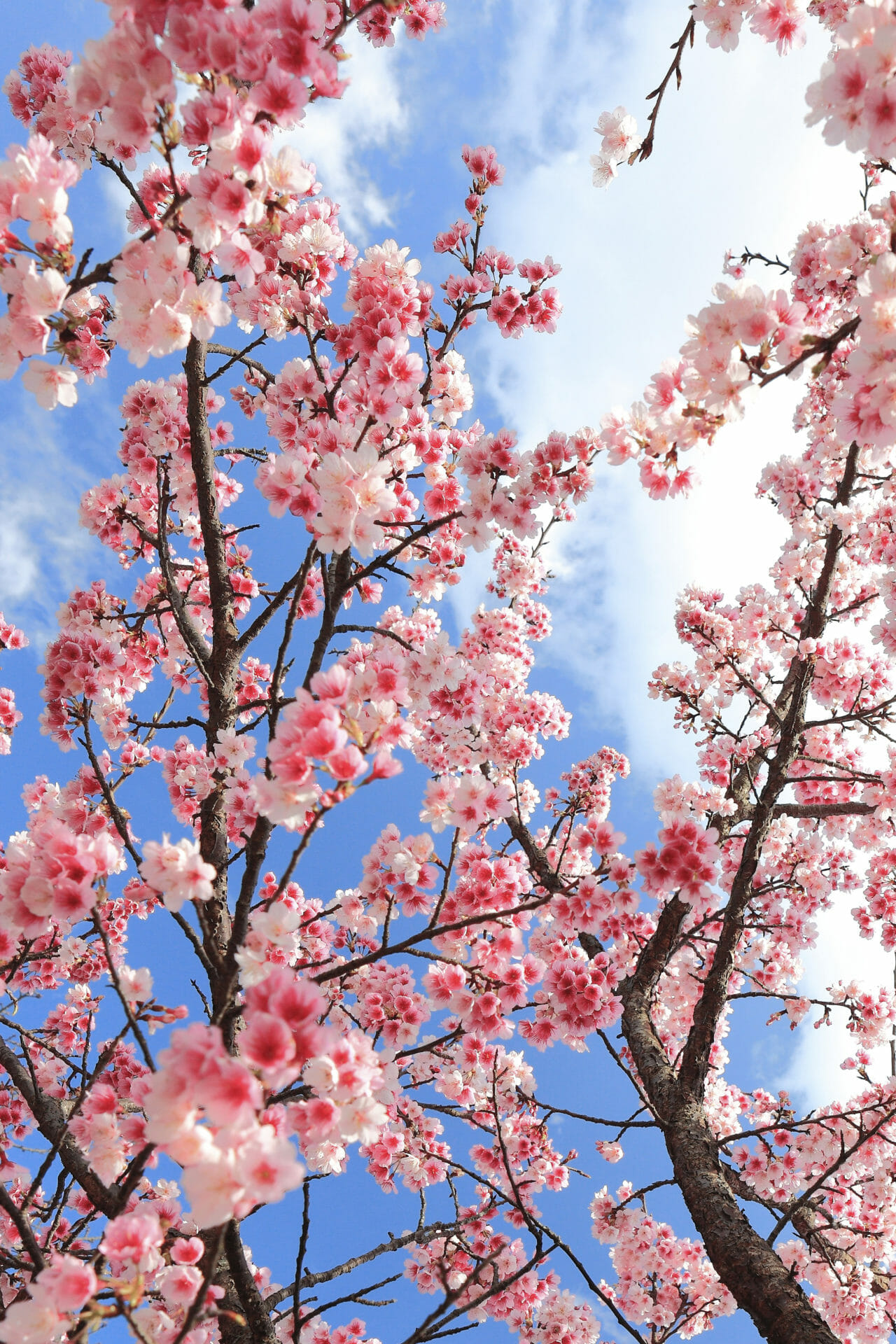 charlotte uptown recommends Ms Cherry Blossoms Pictures