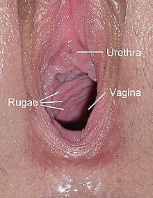 Worlds Largest Human Vagina geile sex