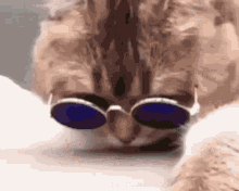 cat with glasses gif