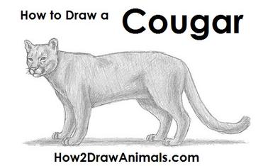 daphne patawaran recommends how to draw a cougar pic