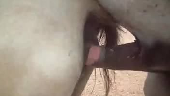 brenda appleton recommends fucking mare pussy pic