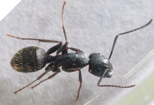 dave rosteck add ants with big butts photo