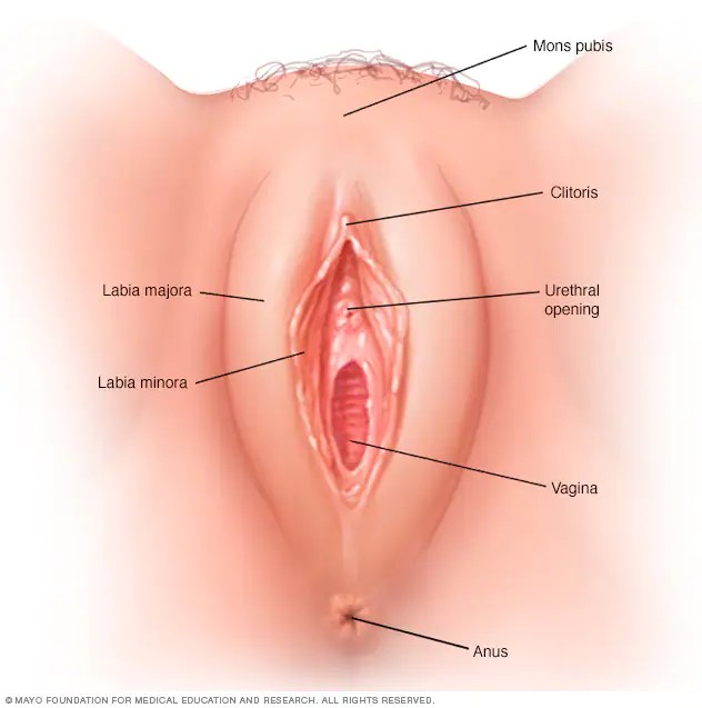 best vagina pics