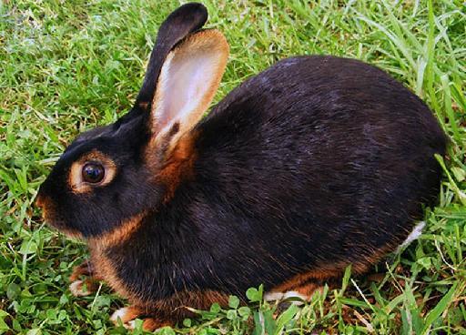chandrika chandran recommends black and brown bunnies pic