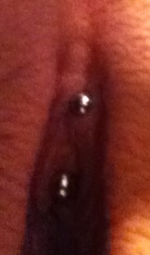 beth rhoten recommends clit piercing does it hurt pic