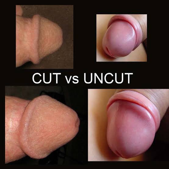 cate stein share how to suck an uncircumsized penis photos