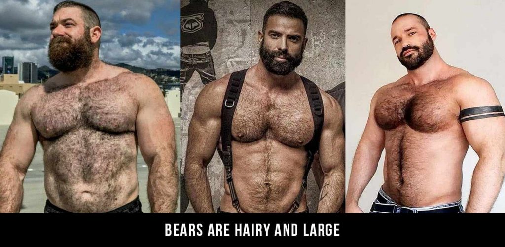 christopher mumford recommends hairy muscle bears pic