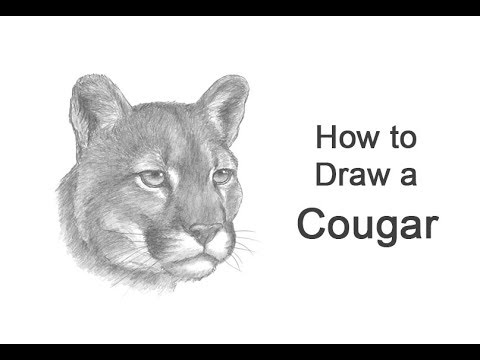 billy fortier recommends how to draw a cougar pic