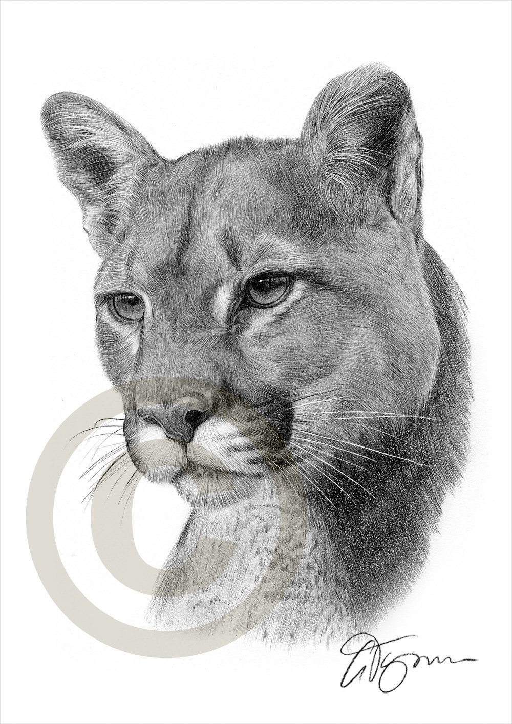 how to draw a cougar