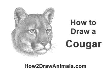 dexter chavez share how to draw a cougar photos