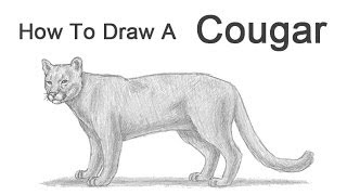 alexis nita recommends How To Draw A Cougar