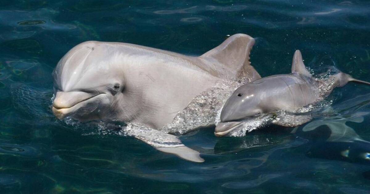 catherine di giovanni add man jerks off dolphin photo